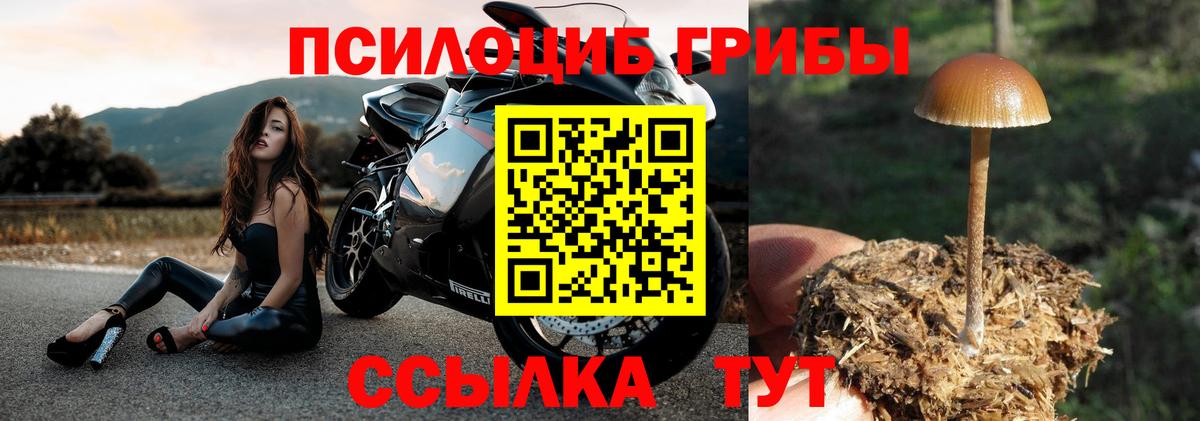 купить закладку  Фрязино  Галлюциногенные грибы Cubensis 